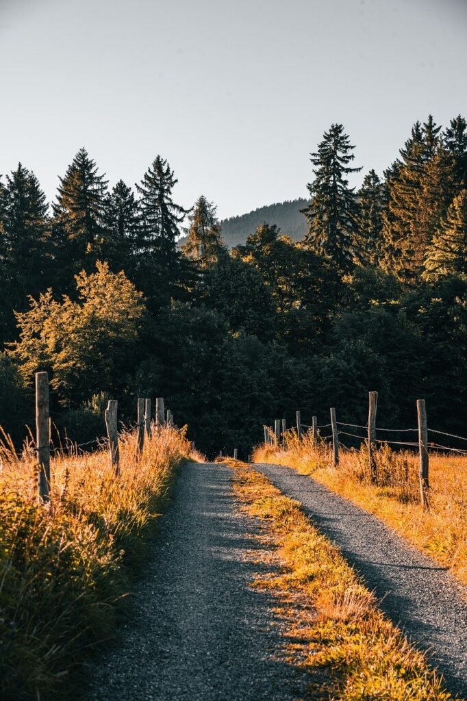 alley, trees, path, forest, calm, sun, summer, relax, nature, beautiful, old, leaves, plant, spring, morning, sunrise, landscape